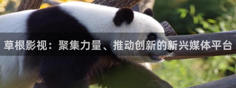 欧美久久久久视频